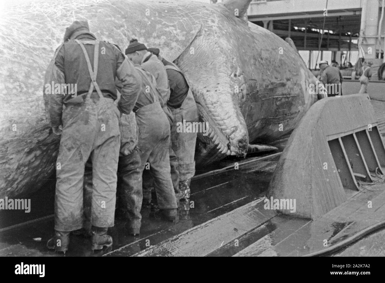 Männer der Besatzung des Fabrikschiffs 'Jan Wellem' kurz vor Beginn des Abflensens am Kiefer eines Walkadavers, 1930er Jahre. Crew members of the factory vessel 'Jan Wellem' before butchering at the mouth of a whale cadaver, 1930s. Stock Photo