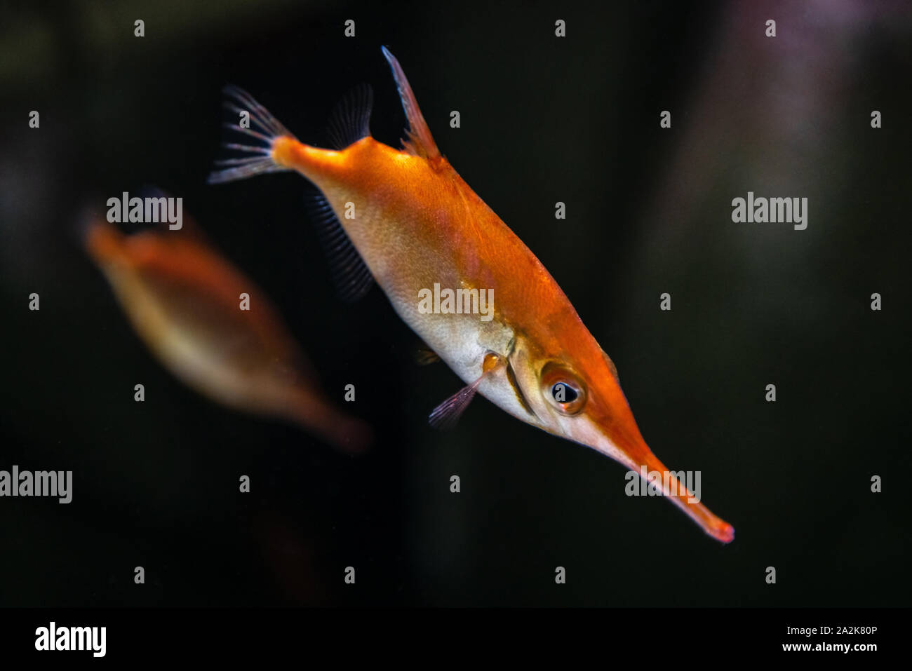 Pink snipefish - Macroramphosus scolopax. Also known as Snipe Trumpet Fish, snipe fish, longspine bellowfish found in tropical and subtropical waters Stock Photo