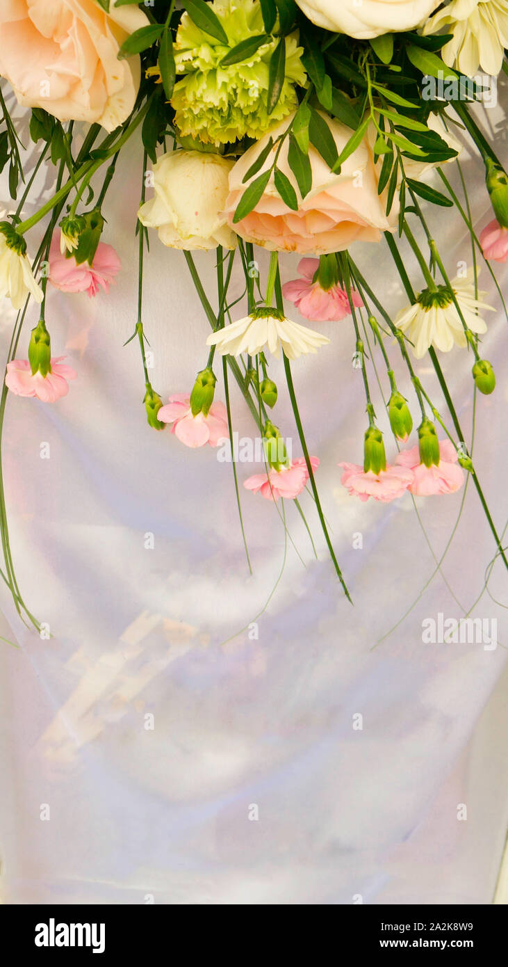 Spring flowers on a white background Stock Photo - Alamy
