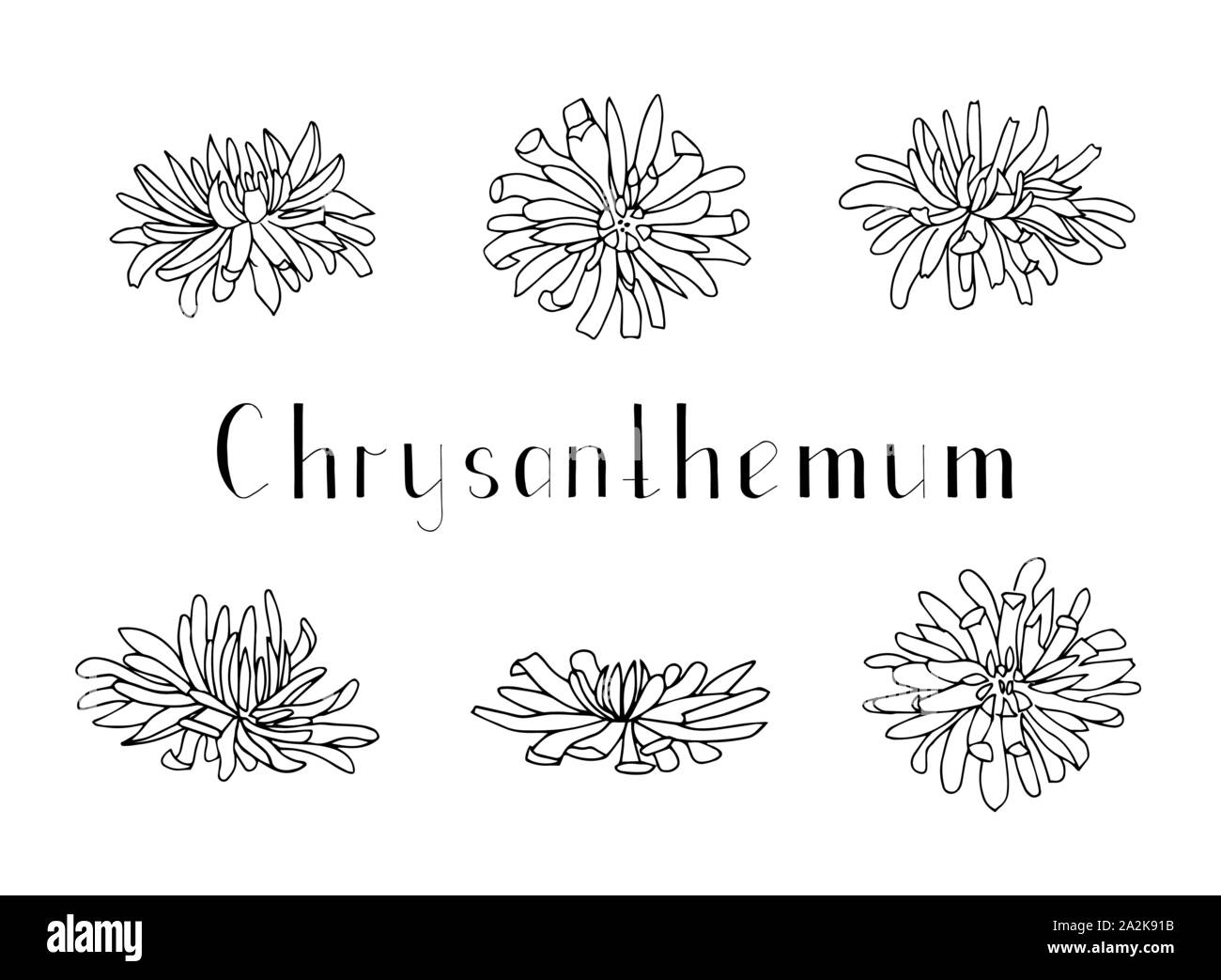 Set of hand drawn chrysanthemum flowers isolated on a white background. Lettering. Monochrome vector illustration. Black and white. Decorations for in Stock Vector