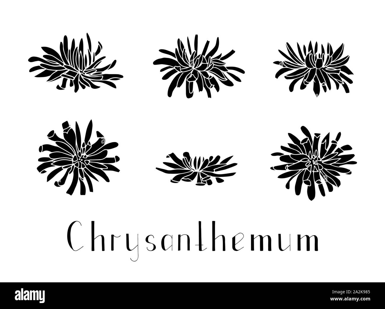 Set of hand drawn chrysanthemum silhouettes isolated on a white background. Lettering. Monochrome vector illustration. Black and white. Decorations fo Stock Vector
