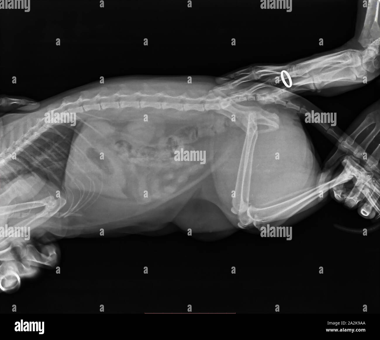 X-ray of cat obese with complete intestinal obstruction abdomen, photo in black and white  colors. Concept of medical exam Stock Photo