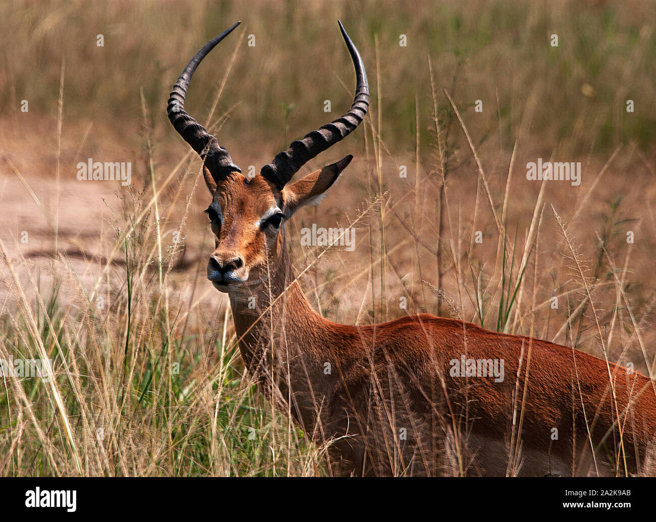 A sleek, elegant and graceful impala in the midst of akagera national park, rwanda. this picture of impala was captured during the wild life safari Stock Photo