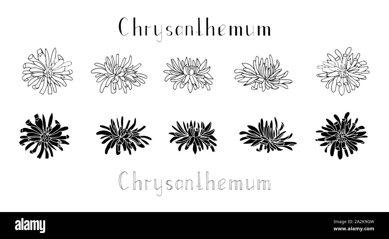 Set of hand drawn chrysanthemum flowers isolated on a white background. Lettering. Monochrome vector illustration. Black and white. Decorations for in Stock Vector