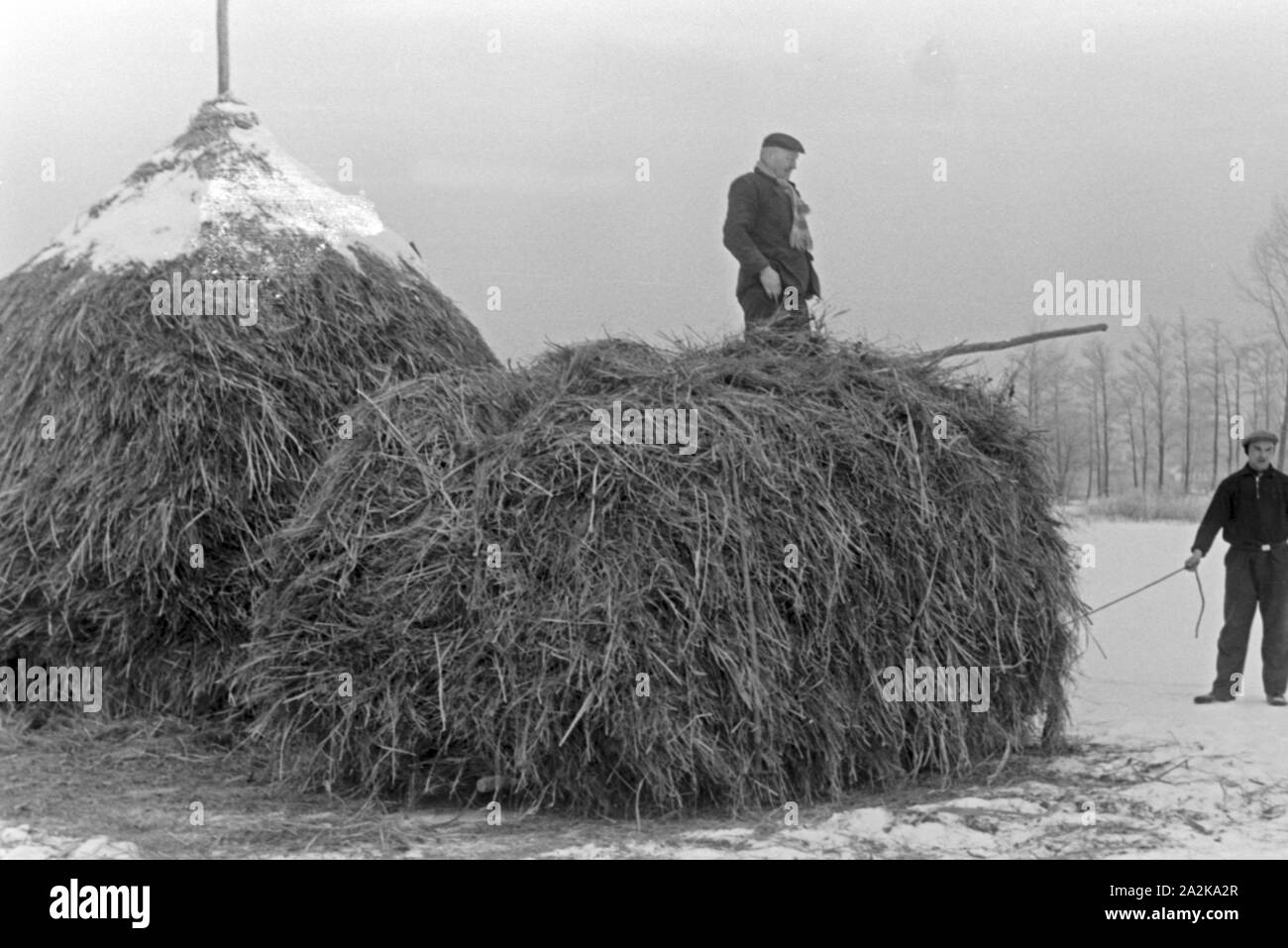 Zwei Männer stapeln Winterheu aus dem Spreewald, Deutschland 1930er Jahre. Two man piling winter hay from a Spreewald forest, Germany 1930s. Stock Photo