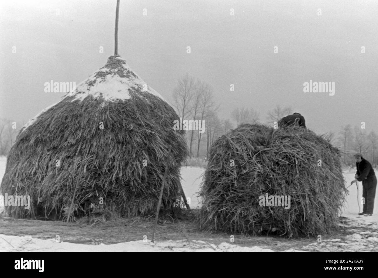 Zwei Männer stapeln Winterheu aus dem Spreewald, Deutschland 1930er Jahre. Two man piling winter hay from a Spreewald forest, Germany 1930s. Stock Photo