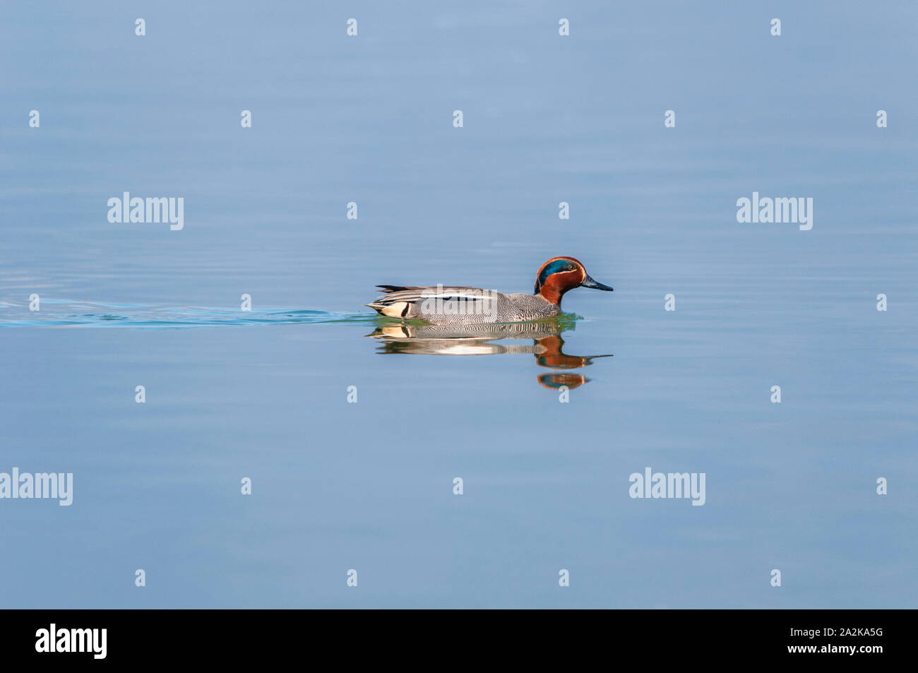 Male common teal (Anas crecca) swimming Stock Photo