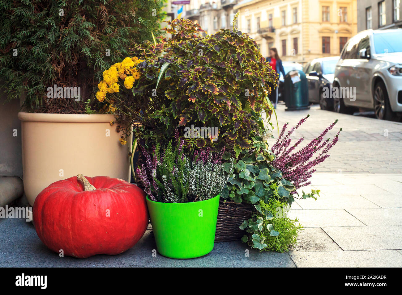 Autumn still life with pumpkins, chrysanthemums and Calluna vulgaris flowers in pots. Decoration near house for Thanksgiving day. Fall Halloween conce Stock Photo