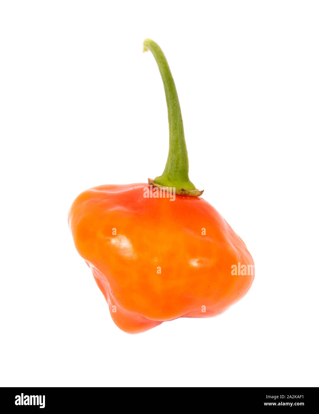 Aji Dulce Orange pod flavor sweet pepper over white background Stock Photo