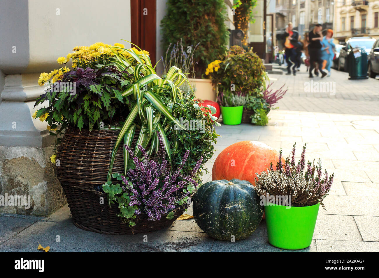 Autumn still life with pumpkins, chrysanthemums and Calluna vulgaris flowers in pots. Decoration near house for Thanksgiving day. Fall Halloween conce Stock Photo