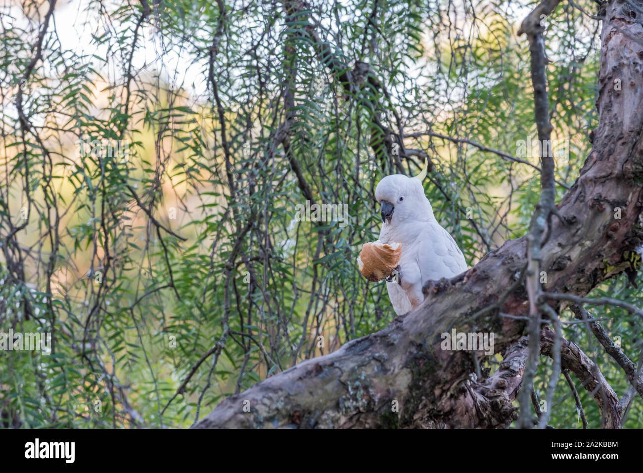 A Sulphur-Crested Cockatoo (Cacatua galerita) sitting on a tree branch near local shops in Gordon, Sydney and feeding on a croissant Stock Photo