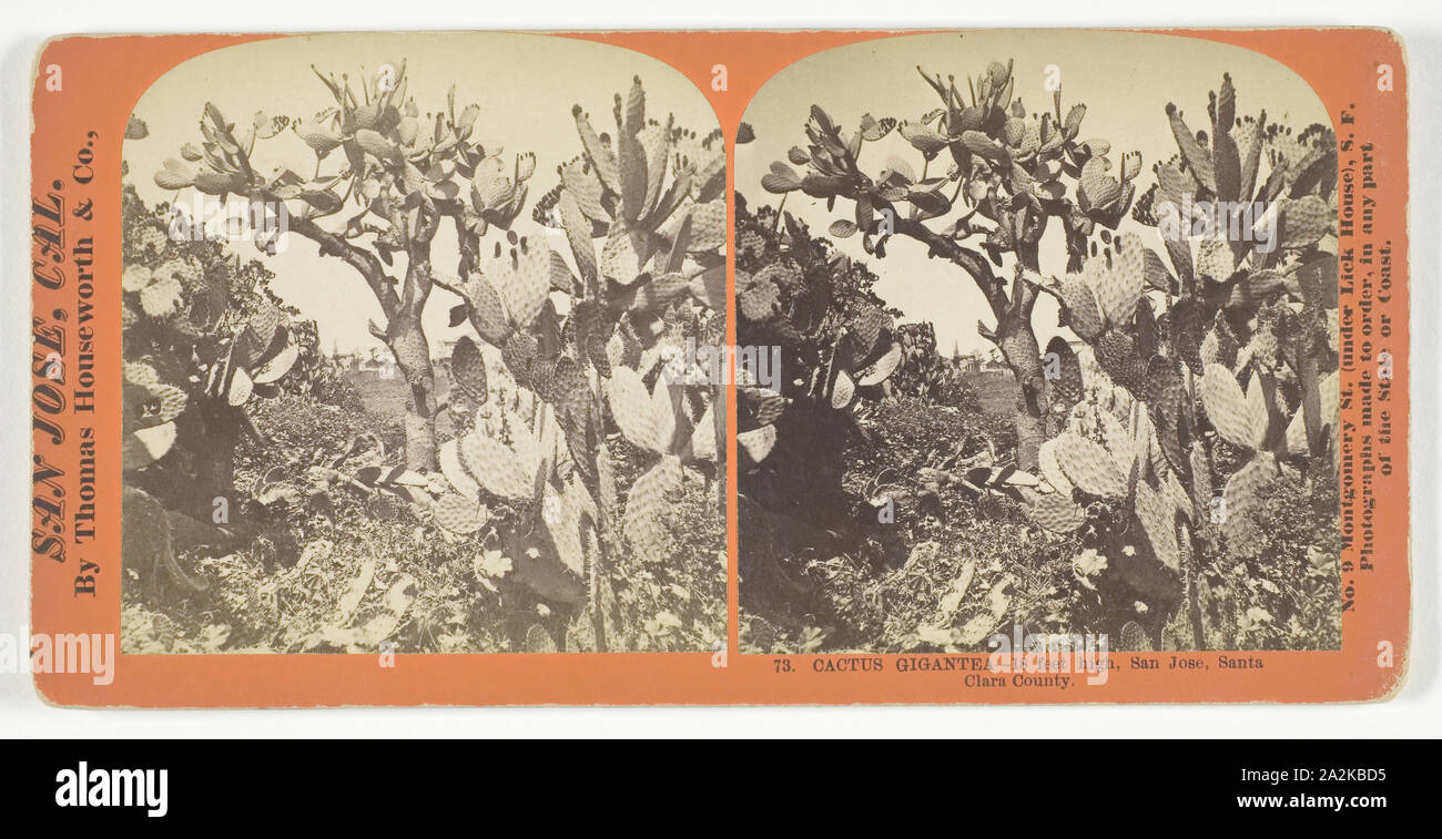 Cactus Gigantea, 18 feet high, San Jose, Santa Clara County, c. 1868, Thomas Houseworth & Co., American, 1828–1915, United States, Albumen print, stereo, No. 73 from the series 'San Jose, Cal Stock Photo