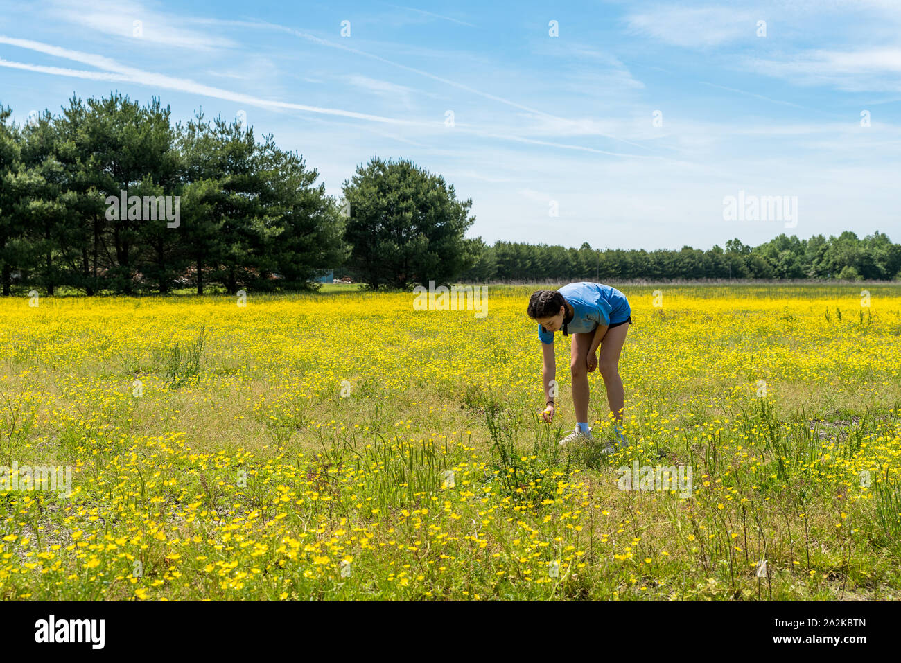 Teen girl bending over and picking flowers in large field with yellow flowers and trees in the background Stock Photo