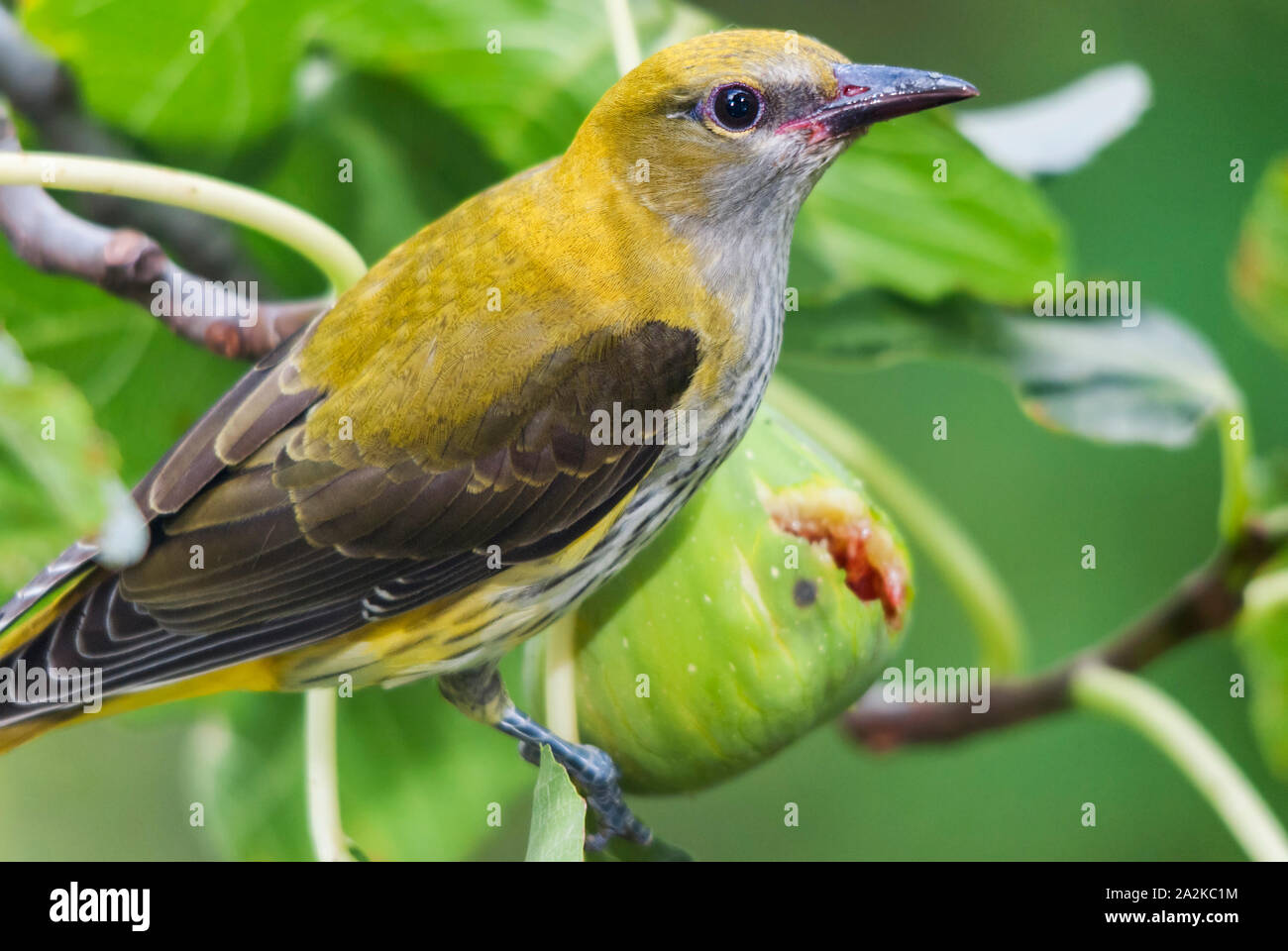 Young golden oriole (Oriolus oriolus) and fig fruit. Stock Photo