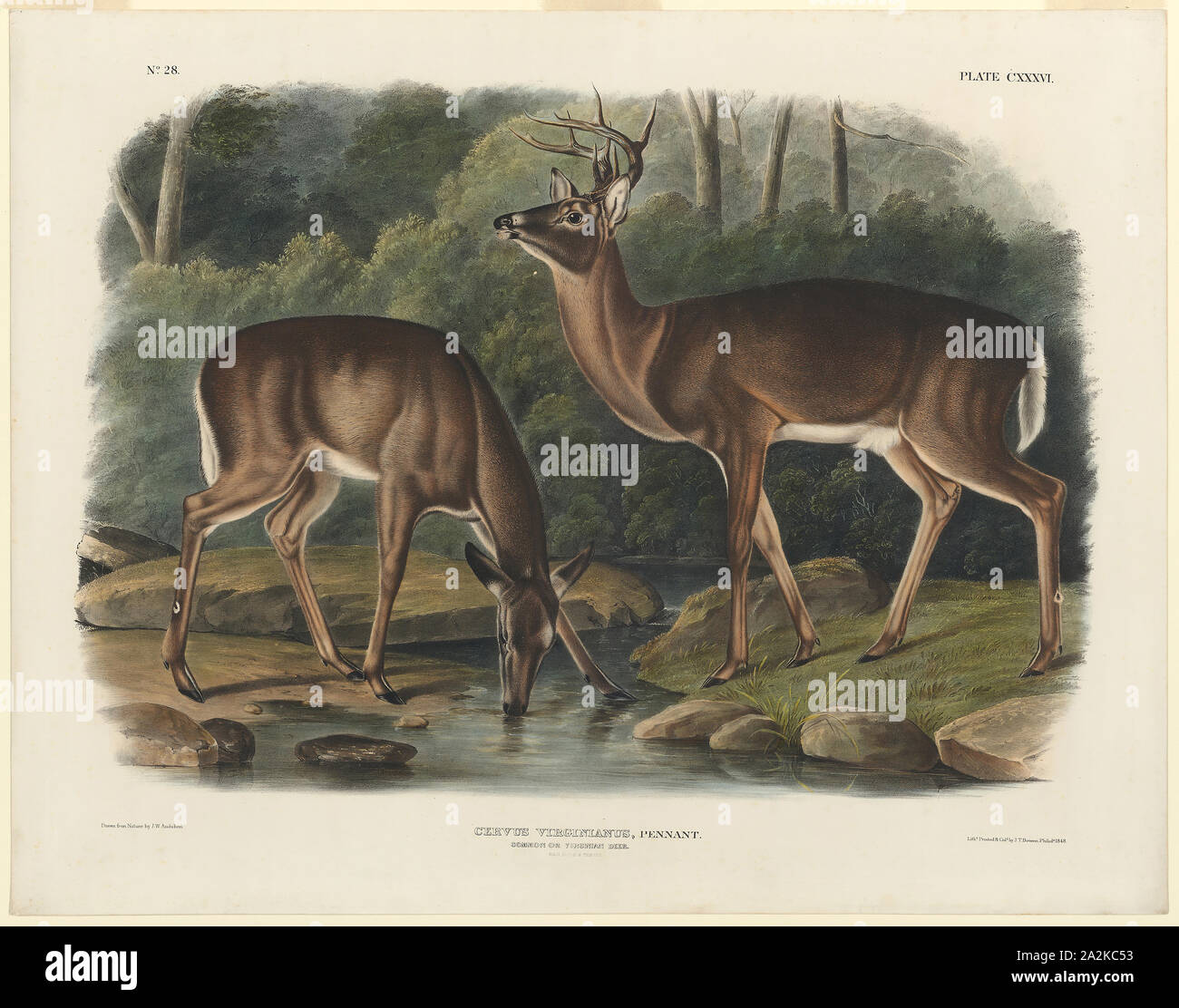 John Woodhouse Audubon、「WOOD RAT」 John Woodhouse Audubon、「WOOD RAT」（American Water Shrew