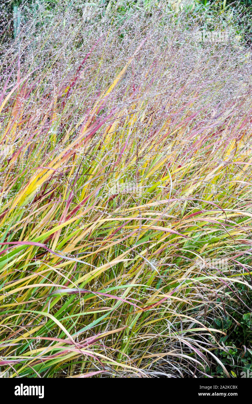 Switch Grass Panicum virgantum  ' Kurt Bluemel' Stock Photo