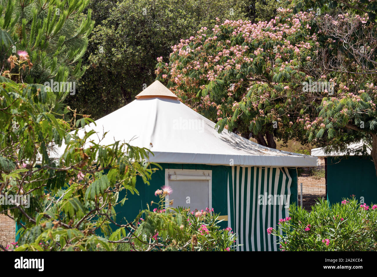 Camping houses surrounded by blossoming Albizia julibrissin trees on Corsica island, France. Stock Photo