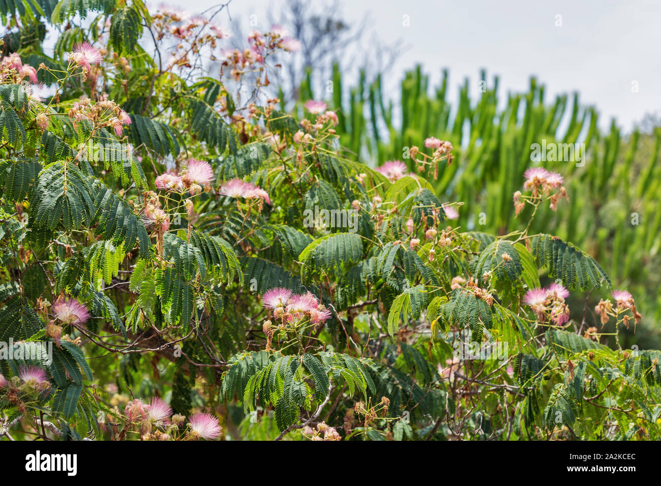 Blossoming Albizia julibrissin is known as Lenkoran acacia tree as well as Persian silk tree on Corsica island, France. Stock Photo
