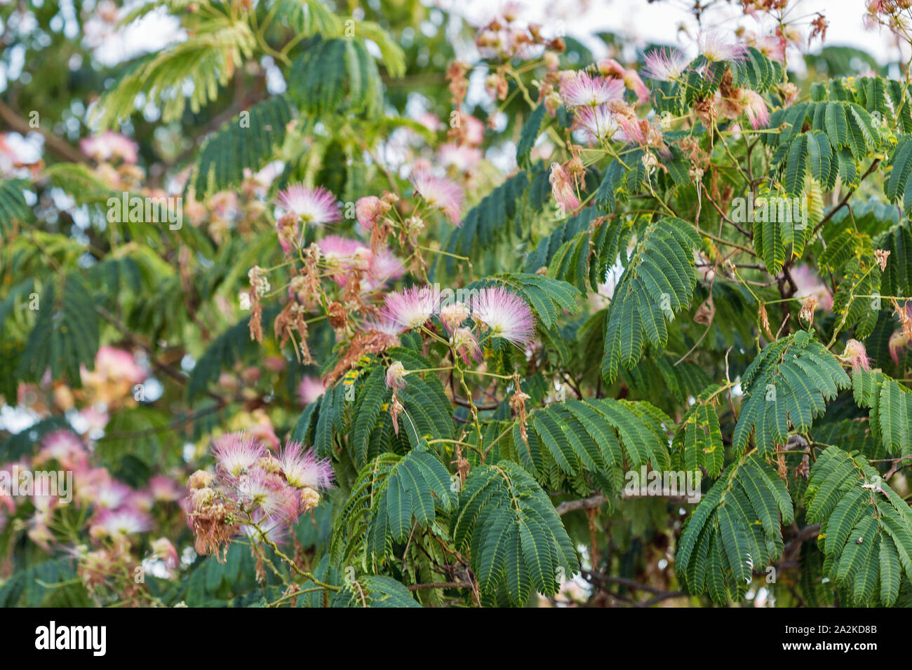 Blossoming Albizia julibrissin is known as Lenkoran acacia tree as well as Persian silk tree on Corsica island, France. Stock Photo
