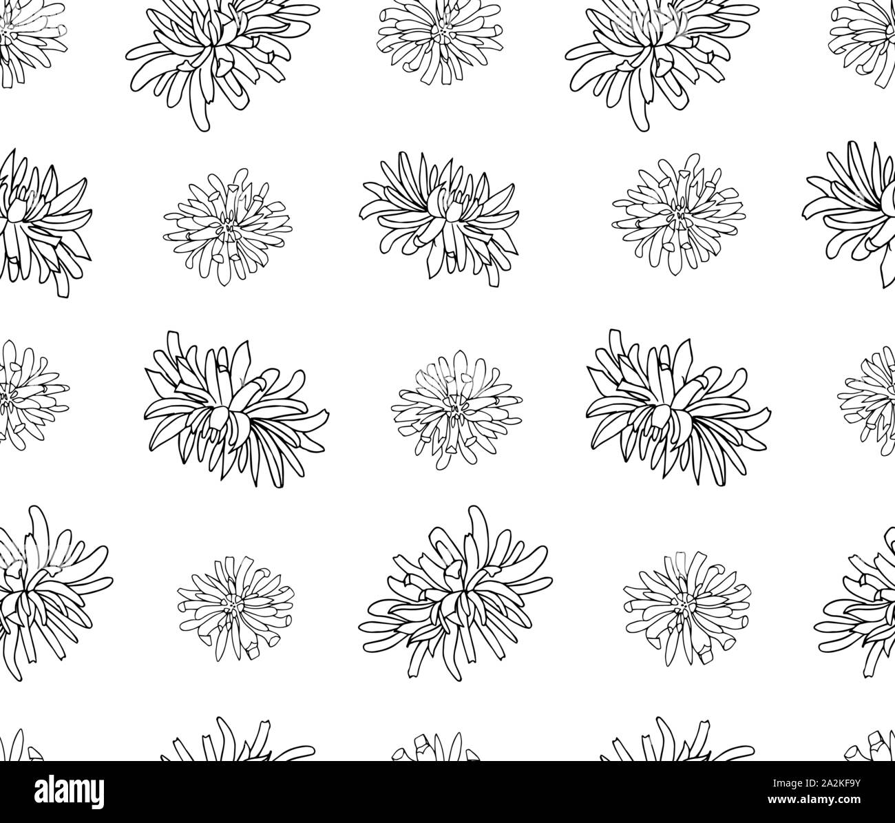 Vector seamless botanical pattern with hand drawn chrysanthemum flowers isolated on a white background. Endless texture. Wrapping paper, textile fabri Stock Vector