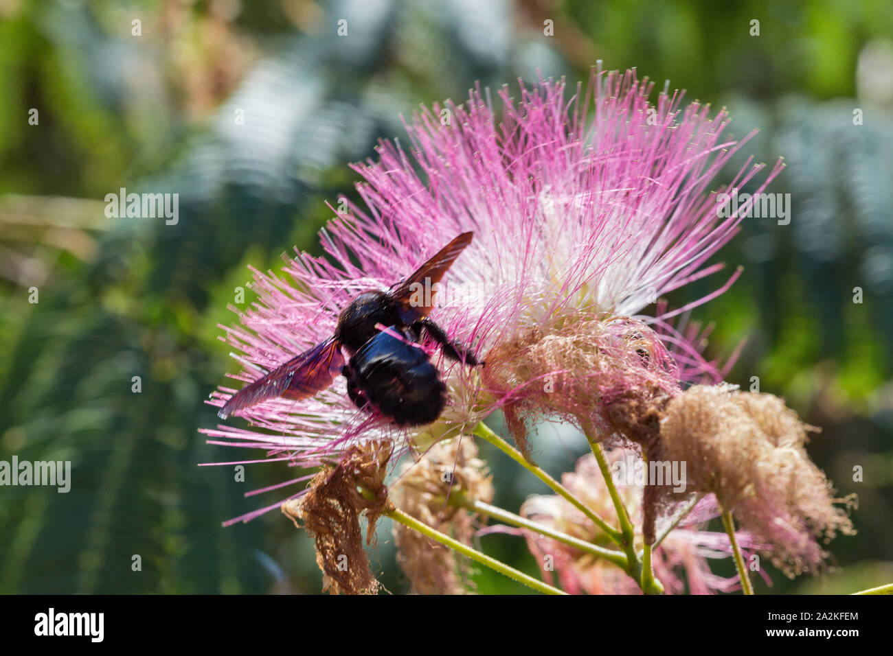 Blossoming Albizia julibrissin pink flower with big black bumblebee on Corsica island, France. Albizia julibrissin is known as Lenkoran acacia tree as Stock Photo