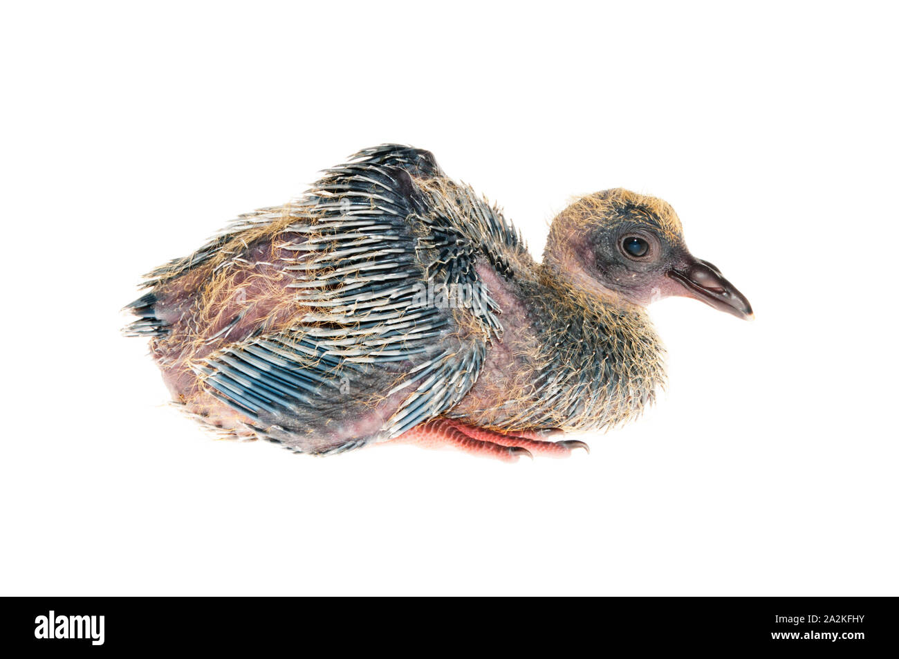 A Baby Pigeon Isolated On White Background Stock Photo Alamy A Baby Pigeon Isolated On White Background Stock Photo Alamy
