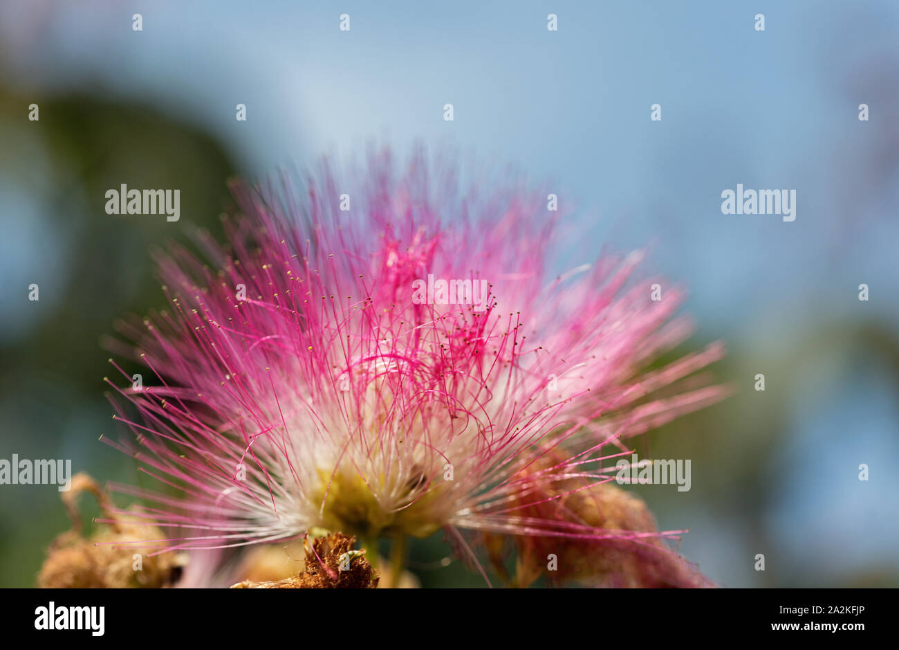 Blossoming Albizia julibrissin pink flower closeup on Corsica island, France. Albizia julibrissin is known as Lenkoran acacia tree as well as Persian Stock Photo