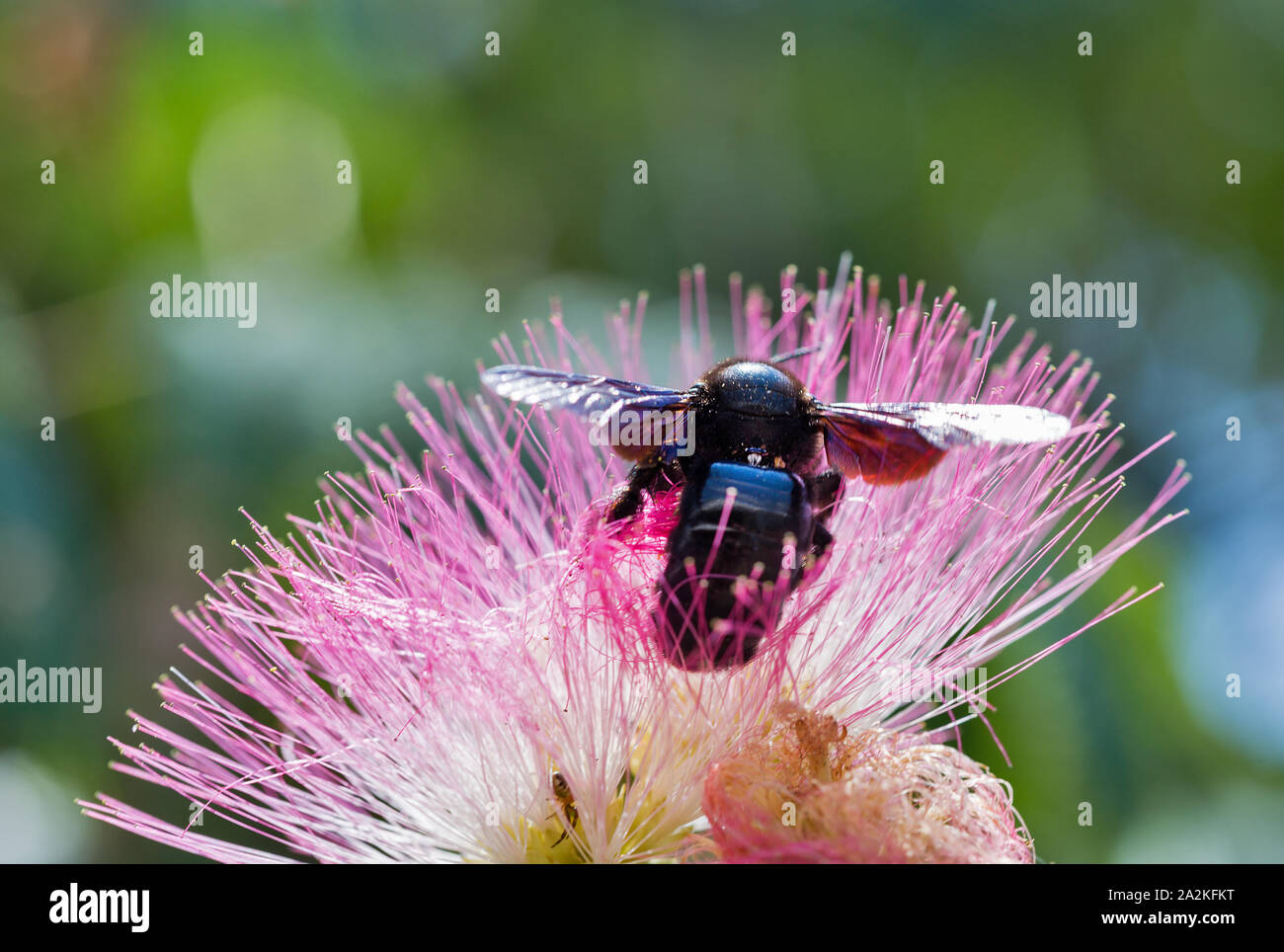 Blossoming Albizia julibrissin pink flower with big black bumblebee on Corsica island, France. Albizia julibrissin is known as Lenkoran acacia tree as Stock Photo