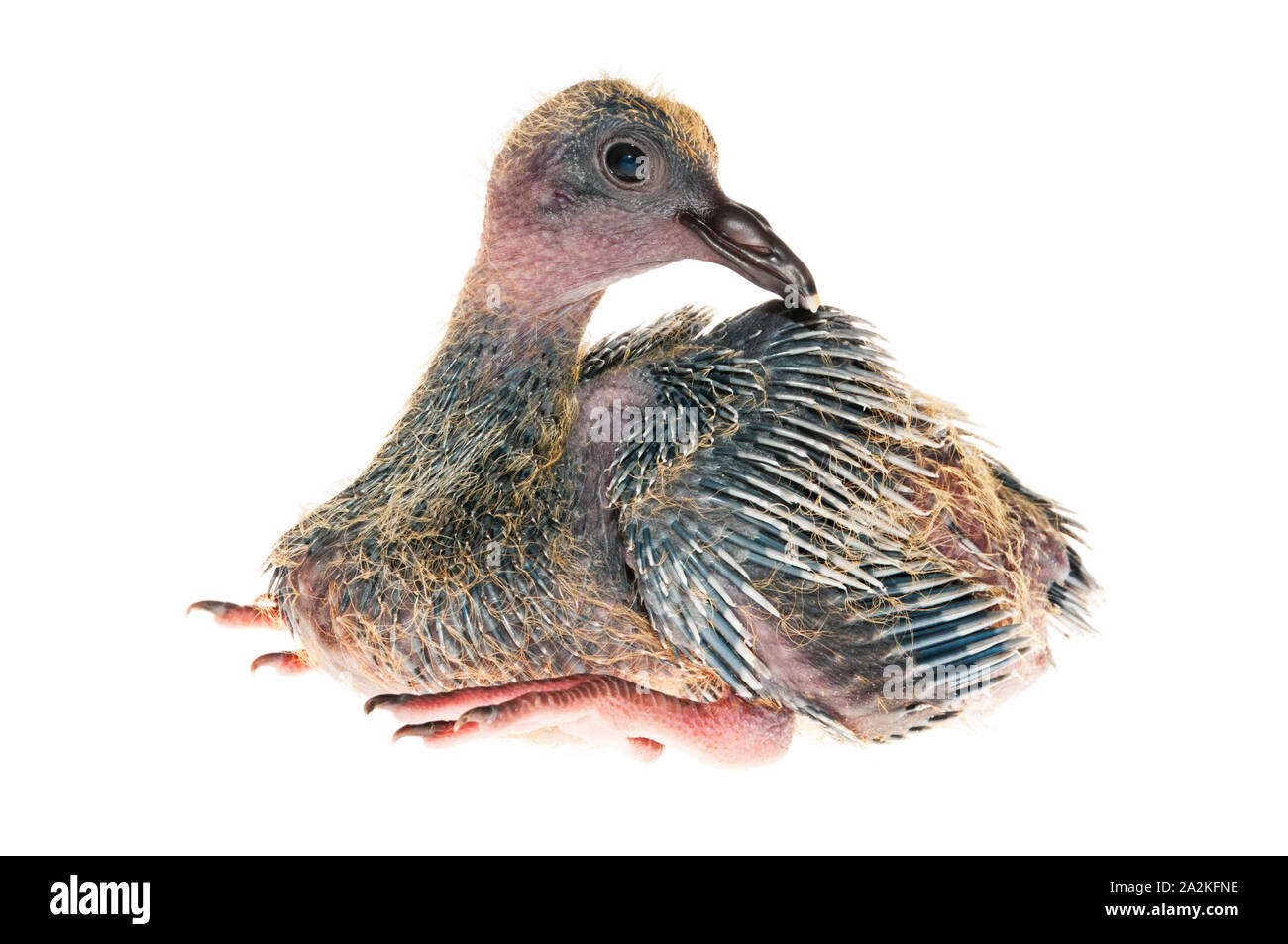 Baby pigeon isolated on white background Stock Photo
