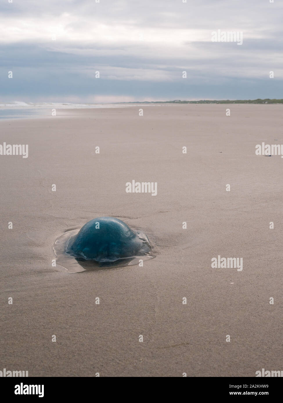Blue jellyfish on the Dutch Wadden Sea coast Stock Photo