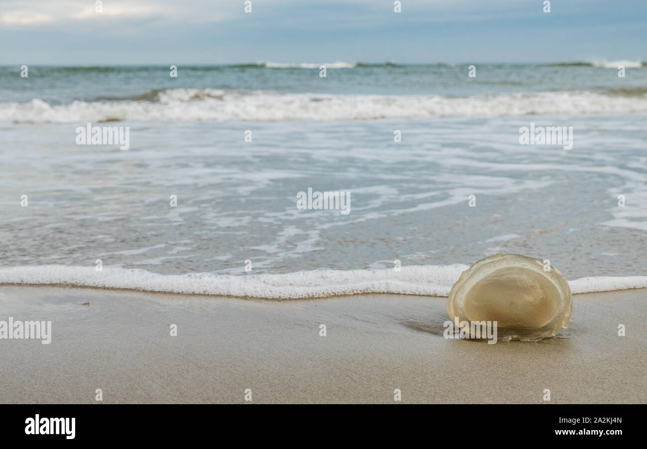 Jellyfish stranded on the Dutch Wadden Sea coast Stock Photo