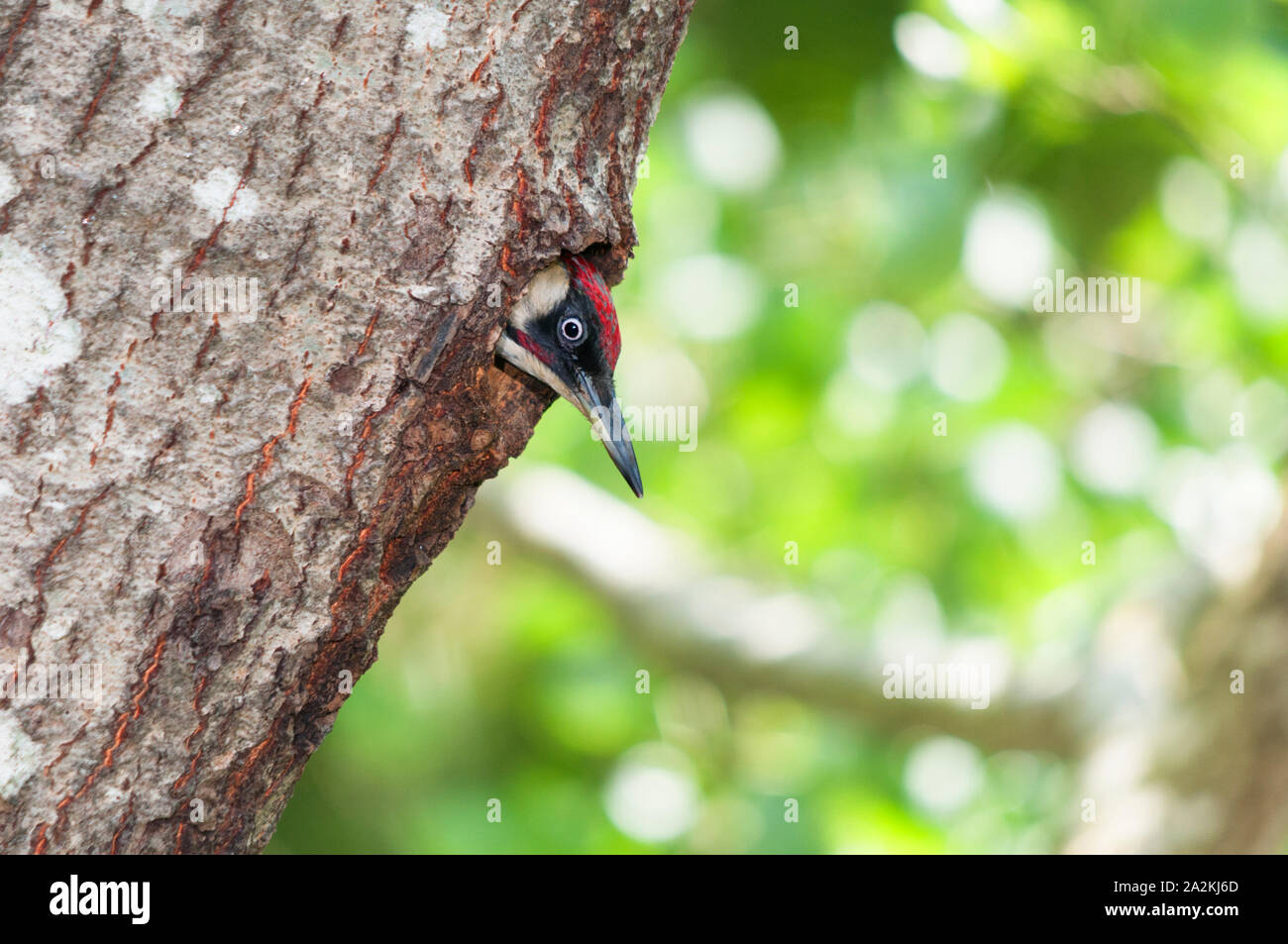 Male green woodpecker (Picus viridis) peeping out of nest hole. Stock Photo