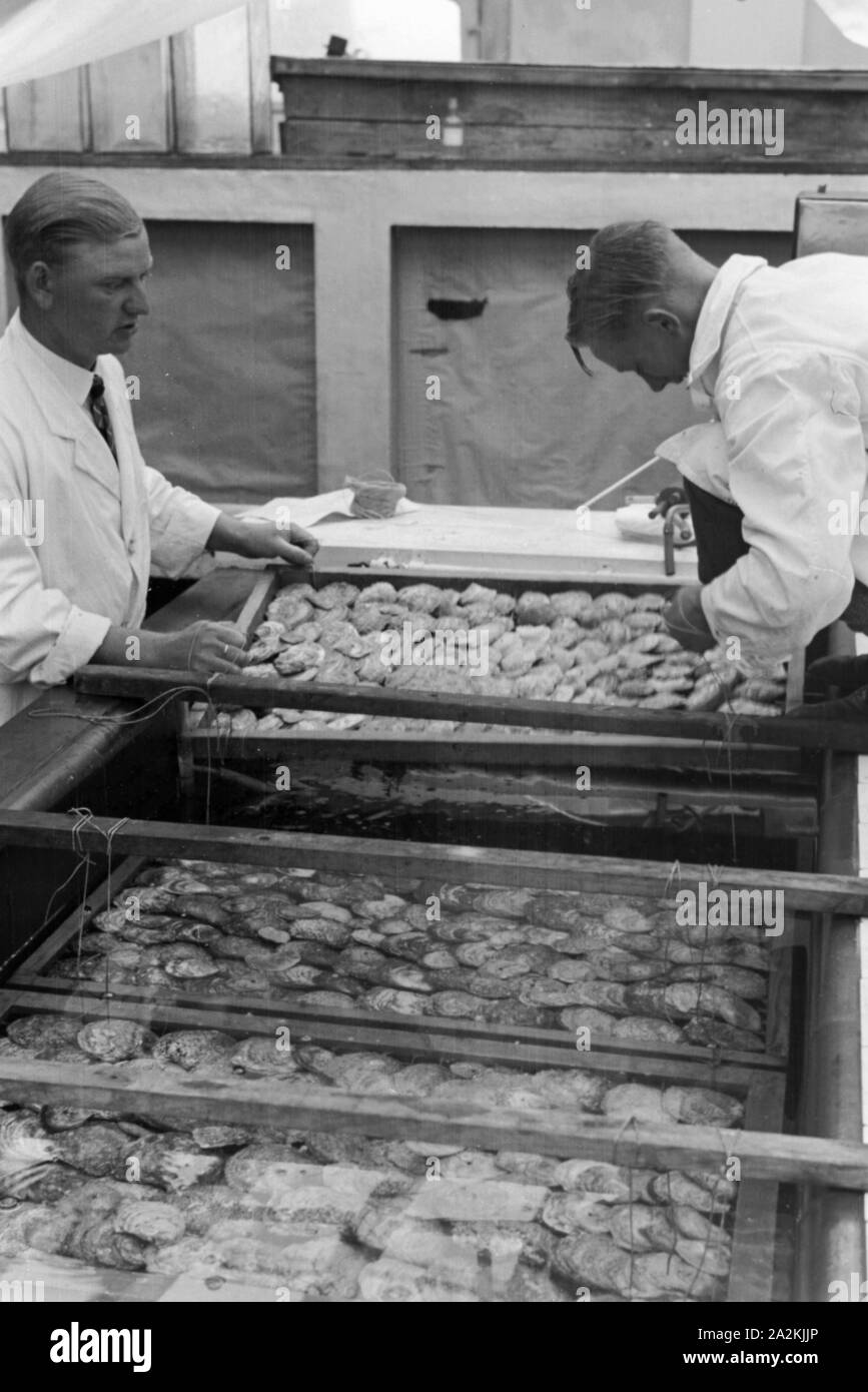 Eine Austerzucht auf Helgoland, Deutsches Reich 1930er Jahre. Oyster culture on Heligoland, Germany 1930s. Stock Photo