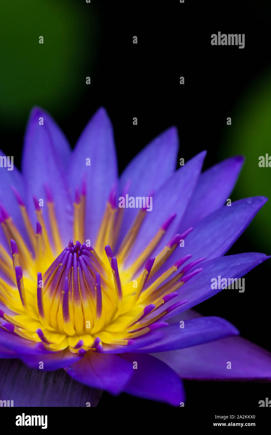 Color-coordination in nature: hued in the complementary colors blue and yellow, the flowers of the Blue Lotus appear to be glowing from the inside Stock Photo