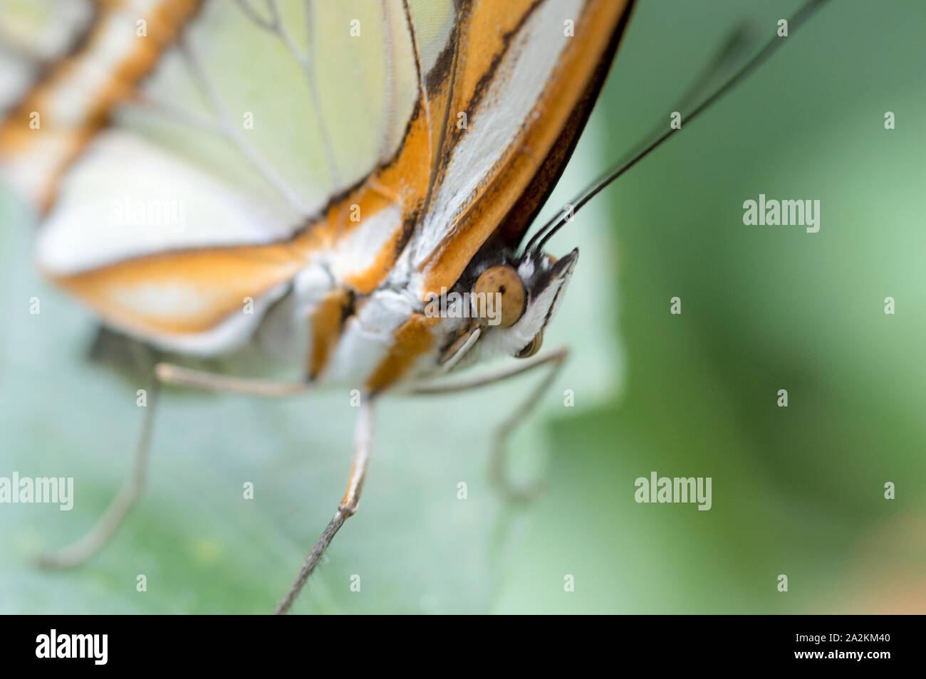 Malachite butterfly (Siproeta stelenes biplagiata) Stock Photo