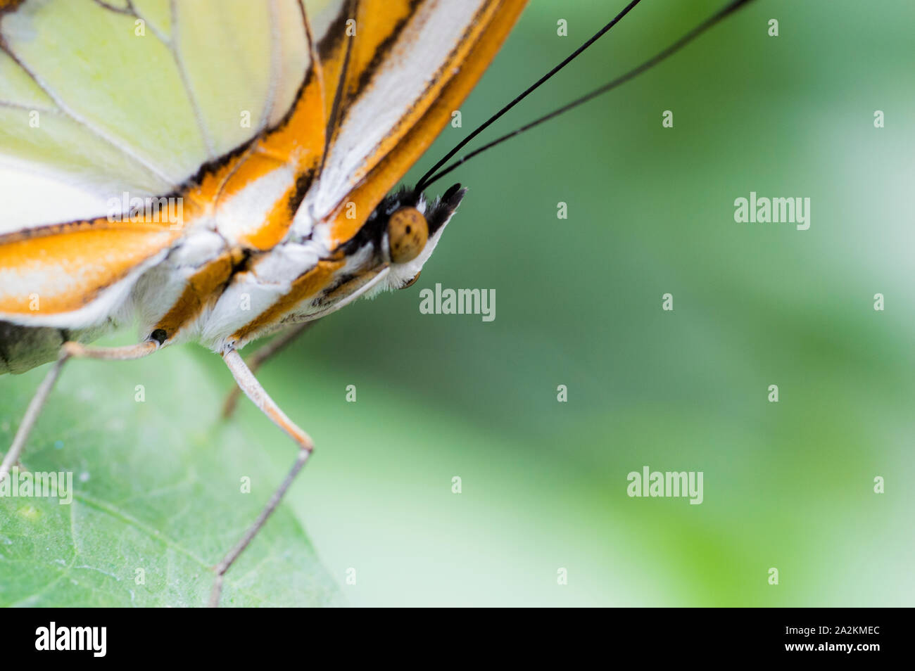 Malachite butterfly (Siproeta stelenes biplagiata) Stock Photo
