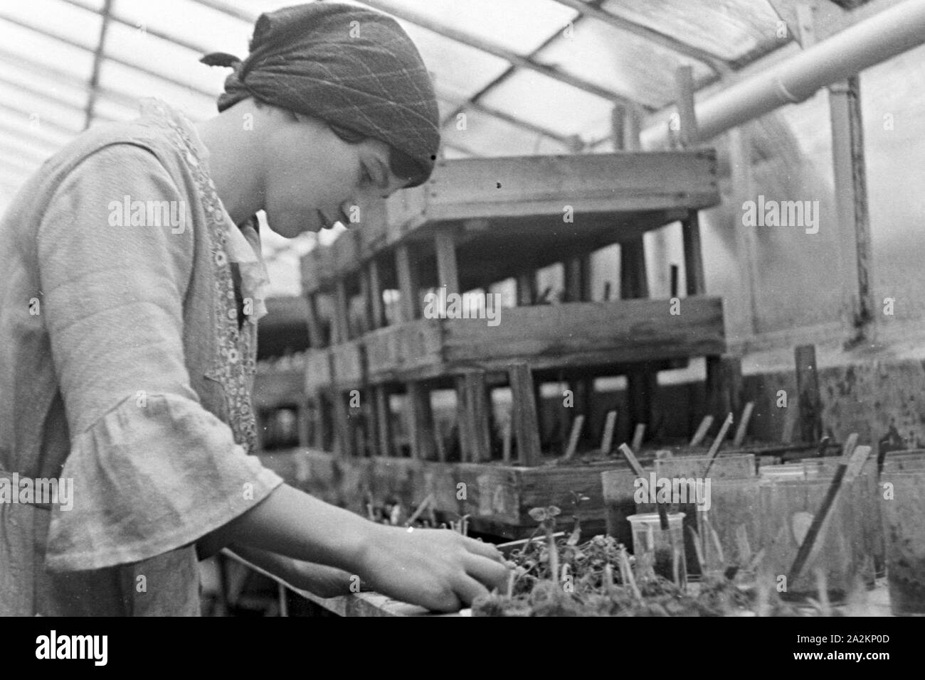 Forschungen zum Thema 'Handwerker als Helfer der Wissenschaft' in der Biologischen Reichsanstalt für Land- und Forstwirtschaft in Berlin Dahlem, Deutschland 1930er Jahre. Researchs to the subject 'Craftsmen as helpers of science' at Biologische Reichsanstalt fuer Land- und Forstwirtschaft institute at Berlin Dahlem, Germany 1930s. Stock Photo