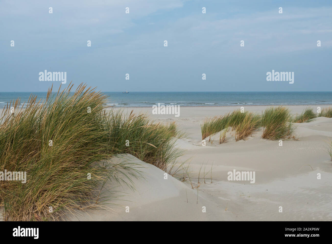 Grassy dunes on the island of Terschelling Stock Photo - Alamy