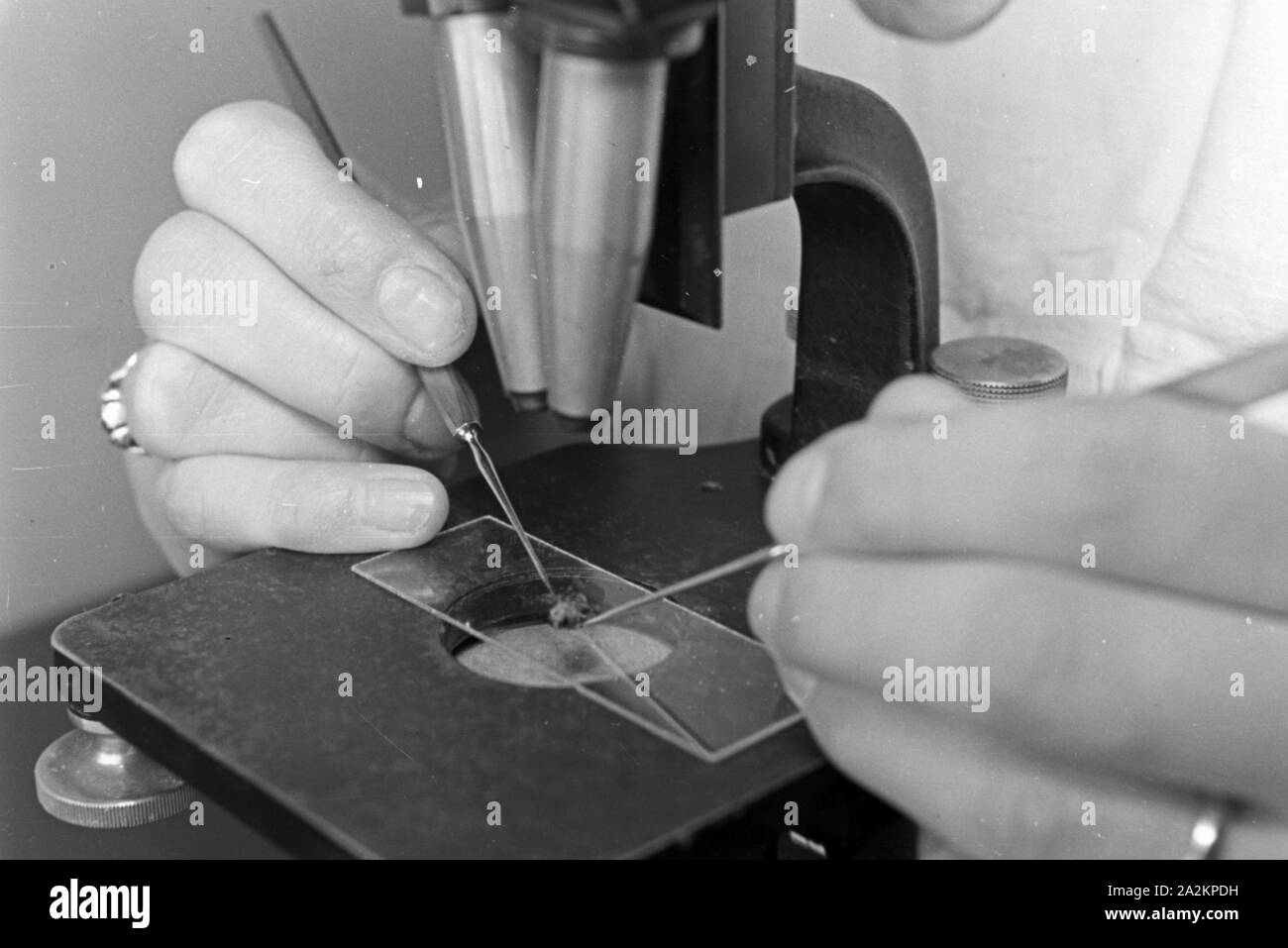 Mitarbeiterin vom Robert Koch Institut in Berlin im Kampf gegen die Tsetse-Fliege, Deutschland 1930er Jahre. Staff member of Robert Koch institute at Berlin doing researches in the fight against the Tsetse fly, Germany 1930s. Stock Photo