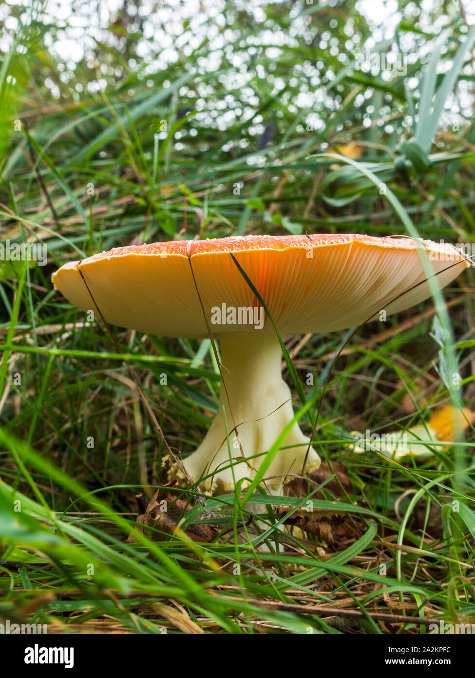 View on the gills of a large fly agaric Stock Photo - Alamy