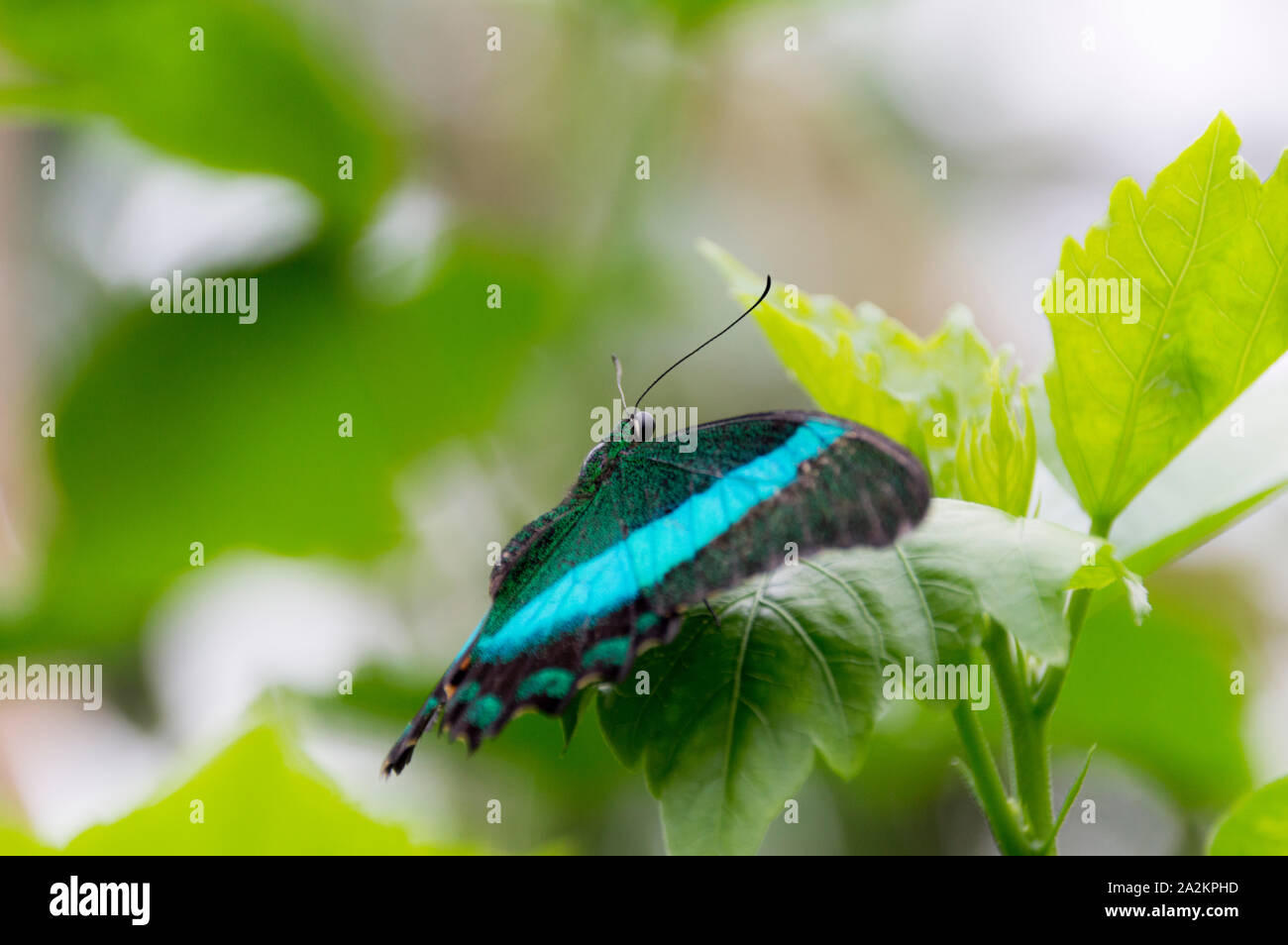 Emerald Swallowtail butterfly (Papilio palinurus) Stock Photo