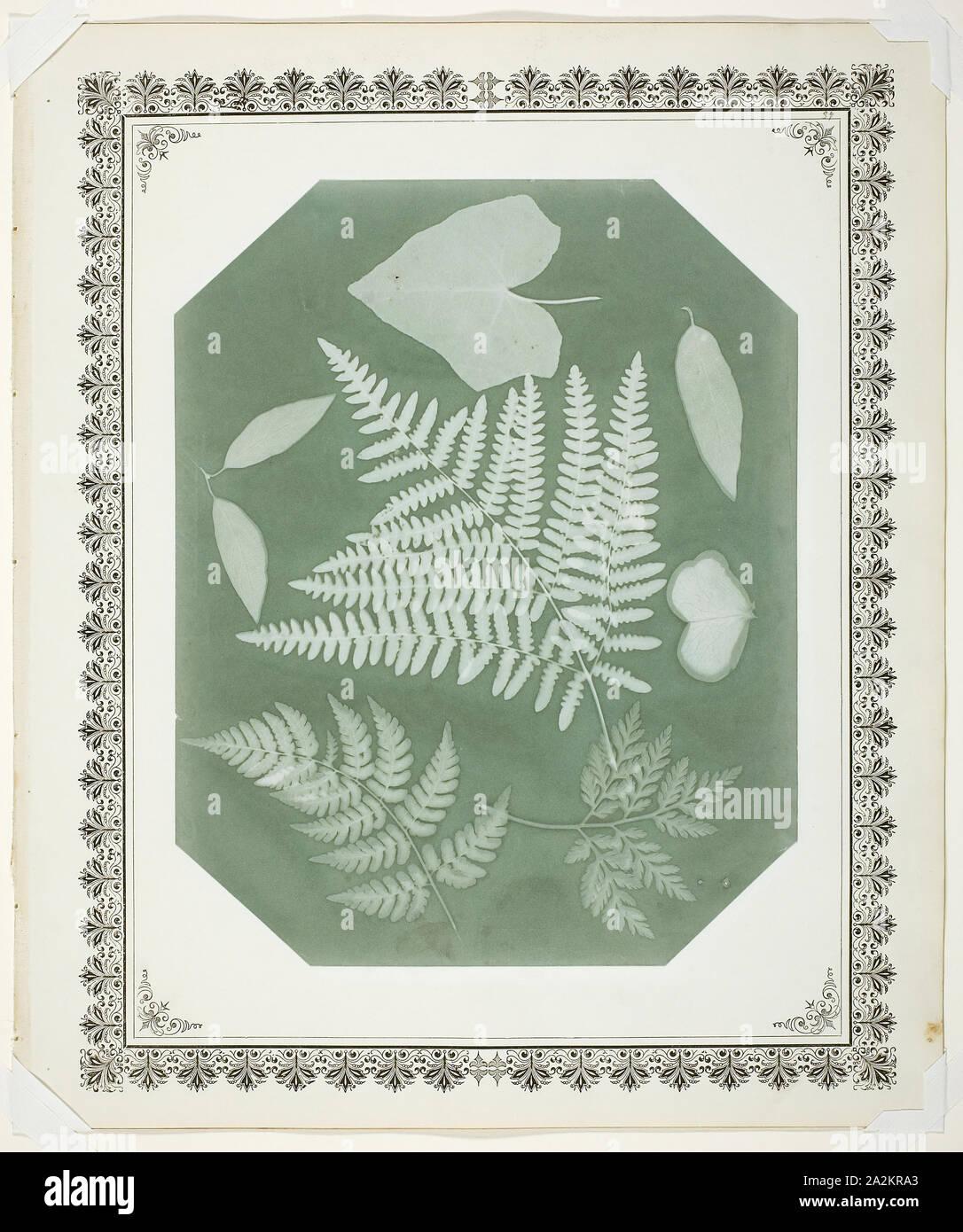 Study of Leaves, 1877, Amelia Bergner, American, 1853–1923, United States, Gum bichromate photogram, 28.9 x 22.9 cm (image), 40.7 x 34.3 cm (album page), A Country Scene, July 1848, John La Farge, American, 1835-1910, United States, Graphite with smudging, heightened with lead white gouache, on blue wove paper, 270 x 380 mm Stock Photo