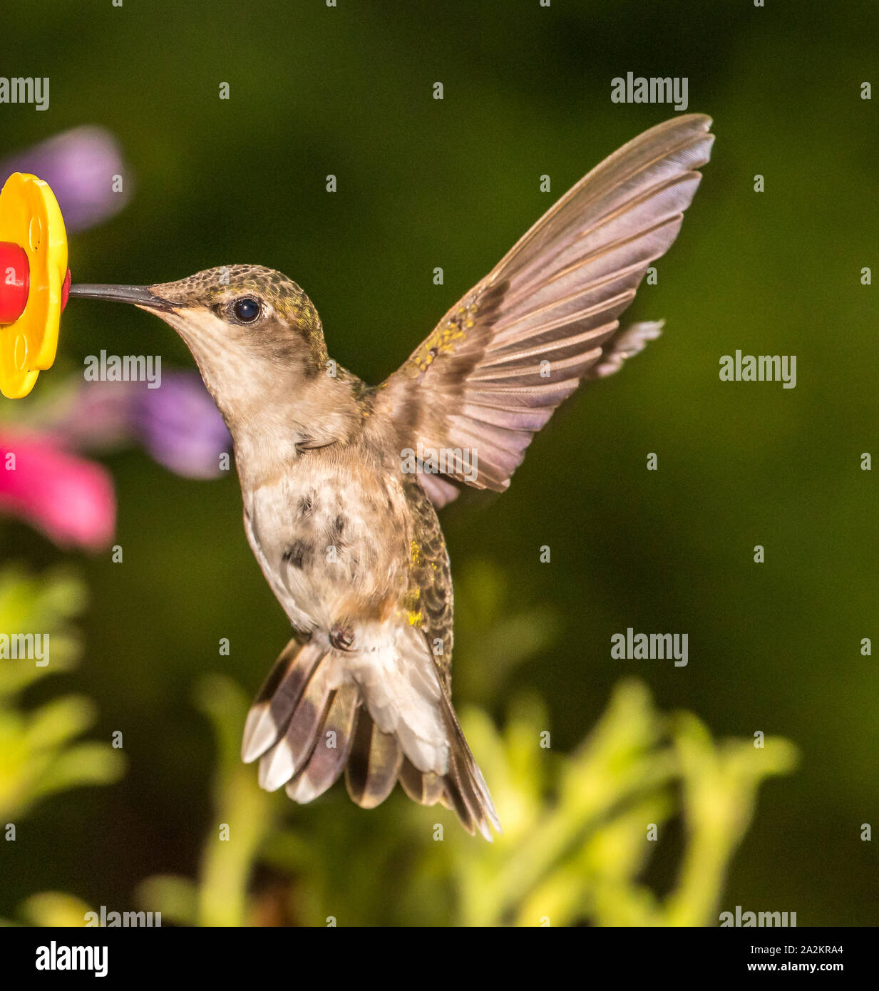 Hummingbird wings speed hires stock photography and images Alamy