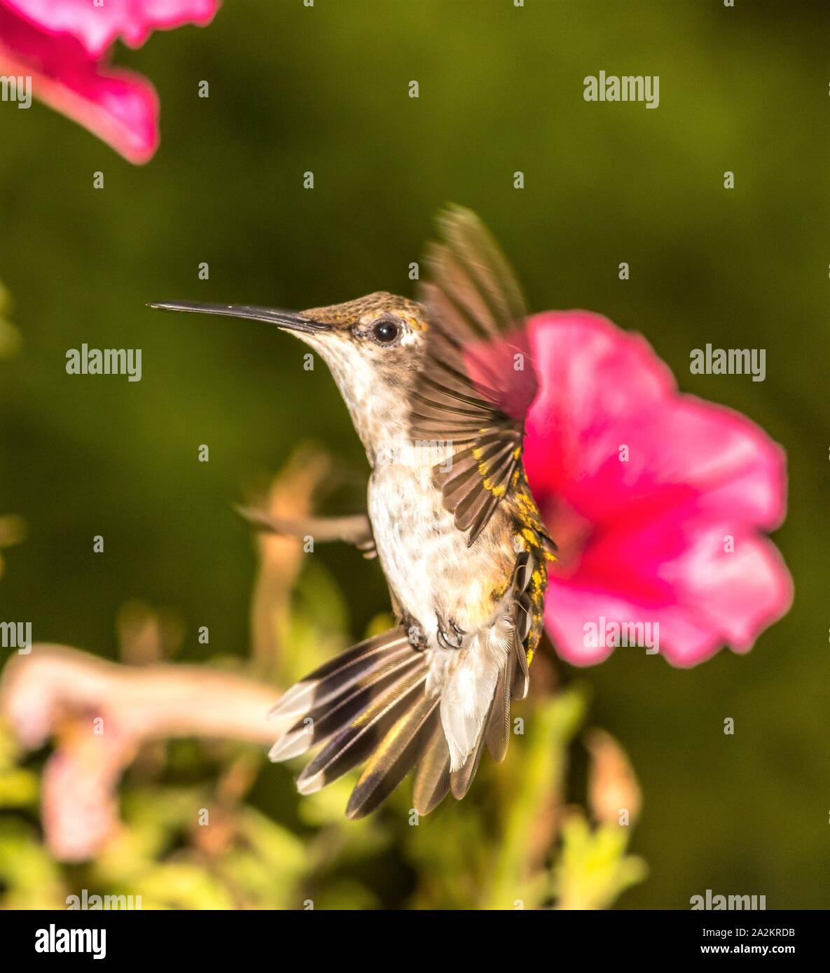 Hummingbird heartbeat hires stock photography and images Alamy