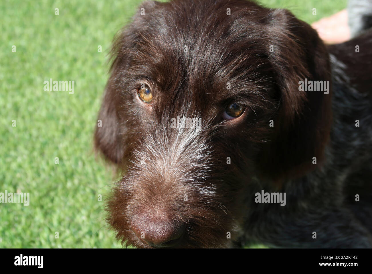 Face of German Wire Haired Pointer dog Stock Photo