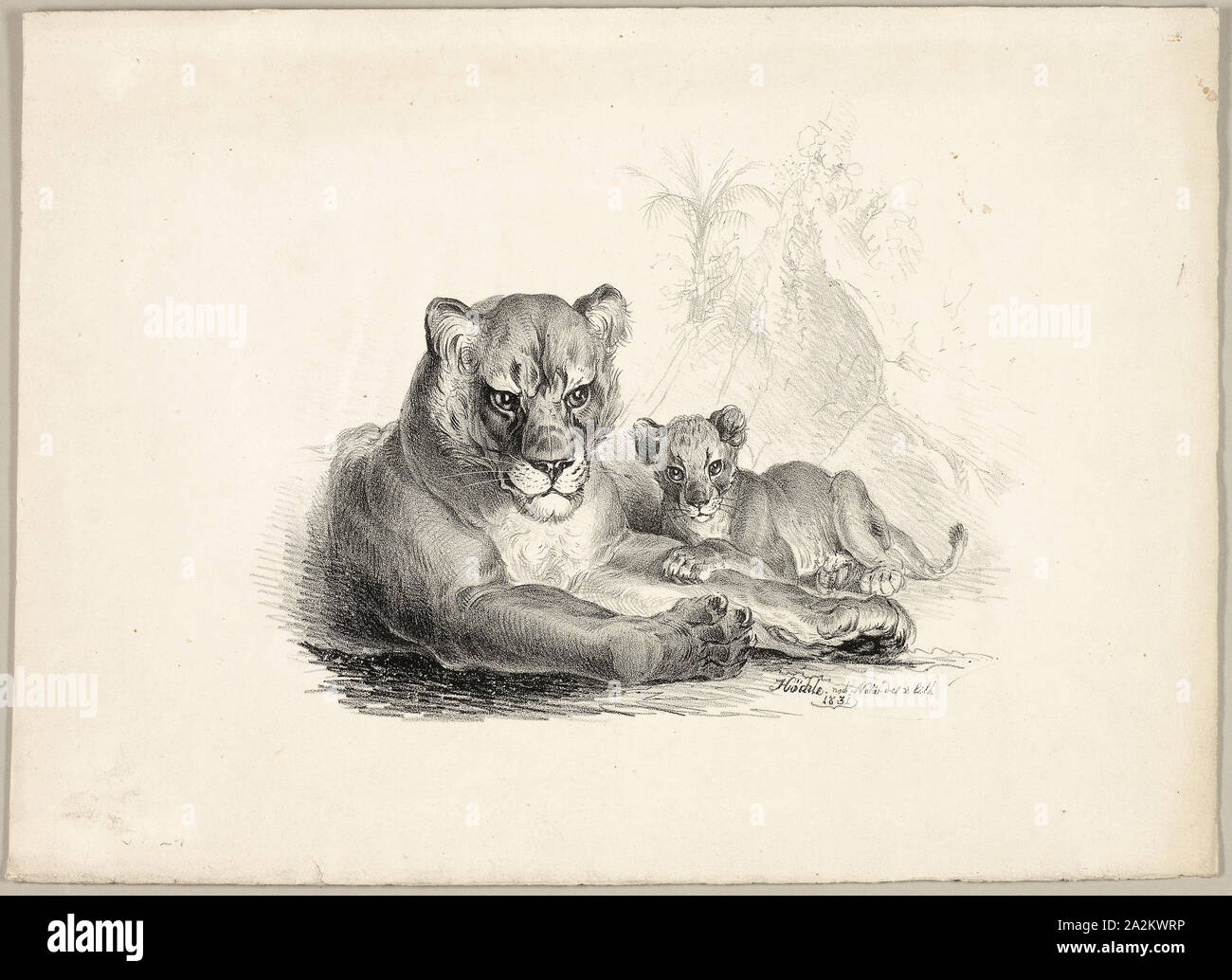 Lion with Cubs, 1831, Johann Höchle, German, 1790-1835, Germany, Lithograph on cream wove paper, 285 x 392 mm Stock Photo