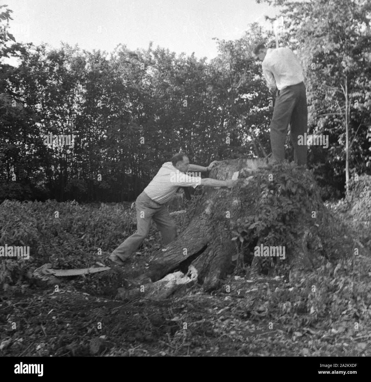 1960s, historical, two men, one with an axe standing on a large tree stump choping, England, UK
