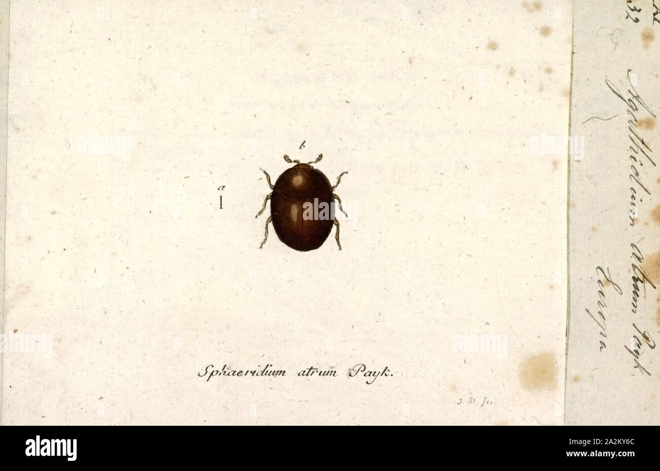 Agathidium, Print, Agathidium is a genus of beetles in the family Leiodidae Stock Photo