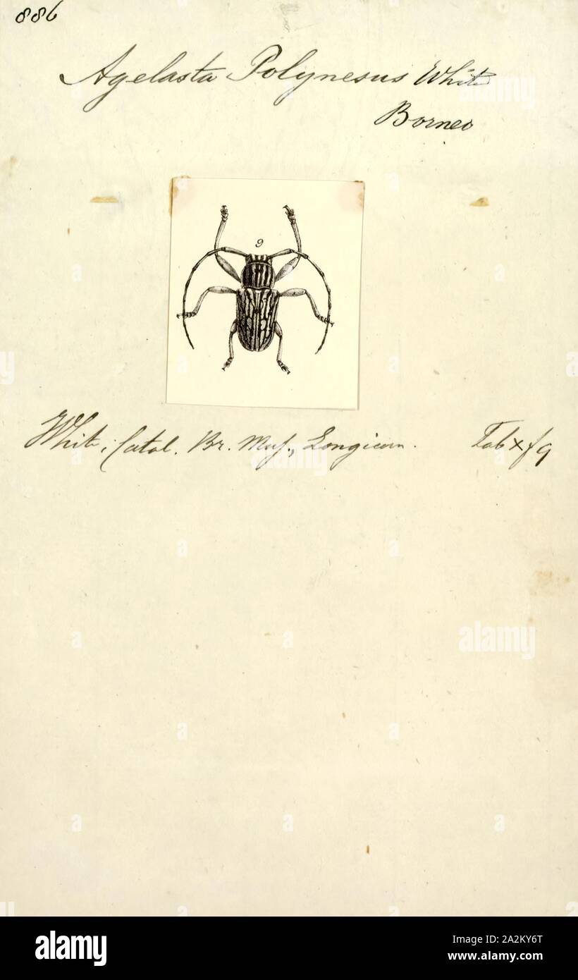 Agelasta hires stock photography and images Alamy