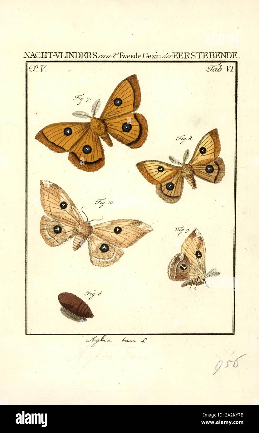 Aglia, Print, Aglia is a genus of moths in the family Saturniidae first described by Ochsenheimer in 1810. It is the only genus in the subfamily Agliinae Stock Photo
